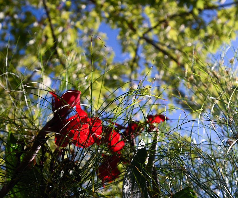 DSC_0285.jpg