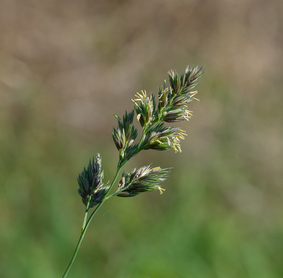 Dactyle vulgaire.jpg