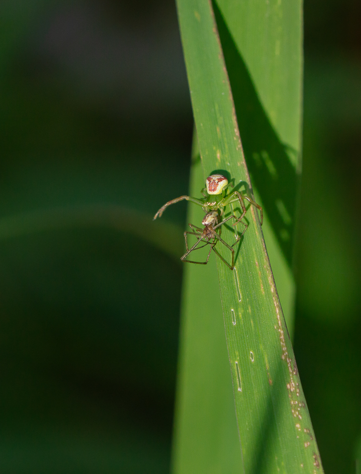 Ebrechtella tricuspidata_DSC0414-2.jpg