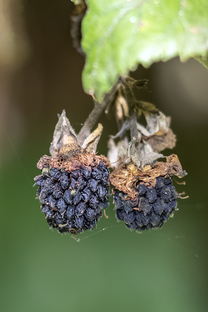 IMG_9034.jpg