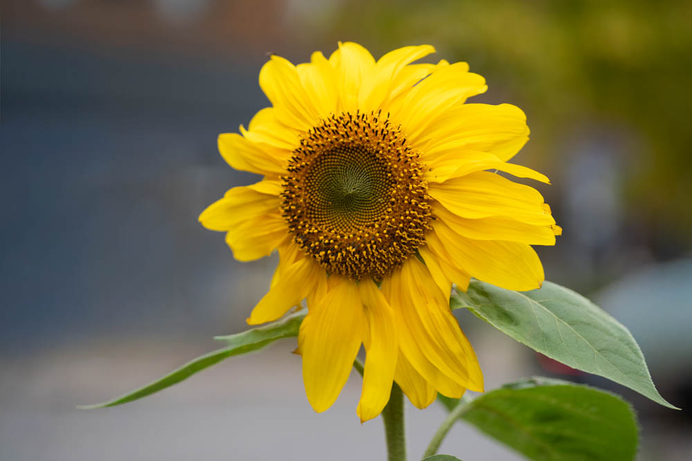K1__1541.jpg