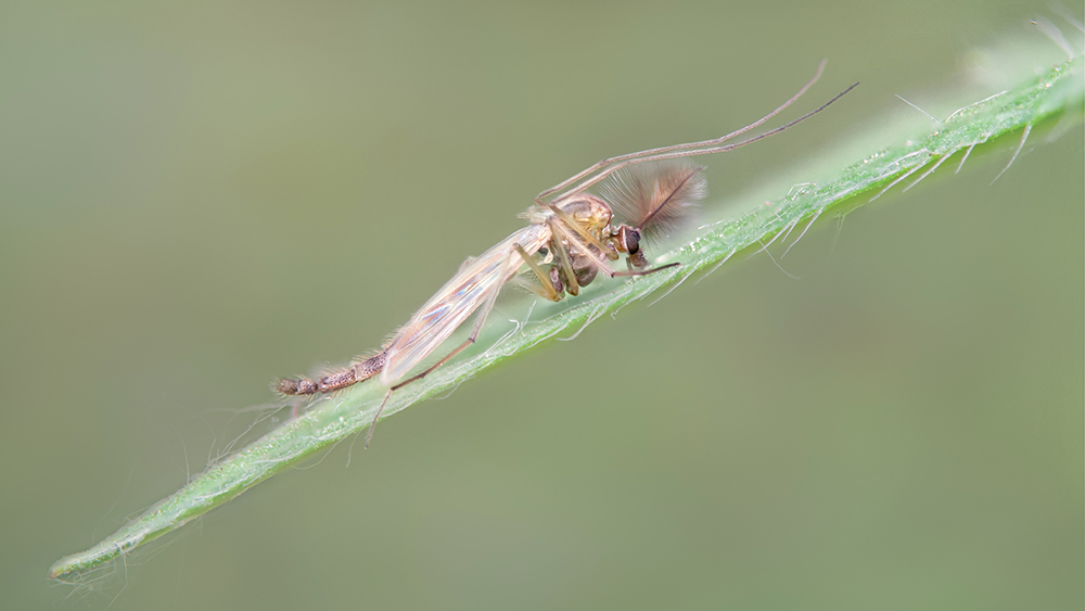 MACRO -115 copie.jpg
