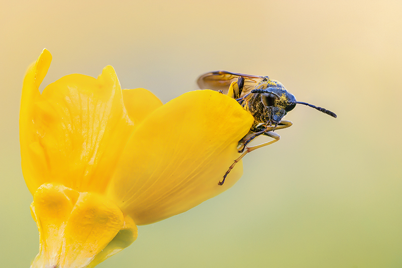 MACRO -121 copie.jpg