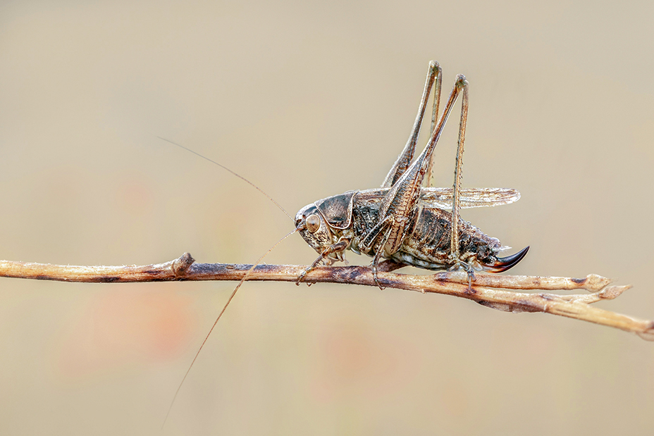 MACRO -72 Platycleis affinis copie.jpg
