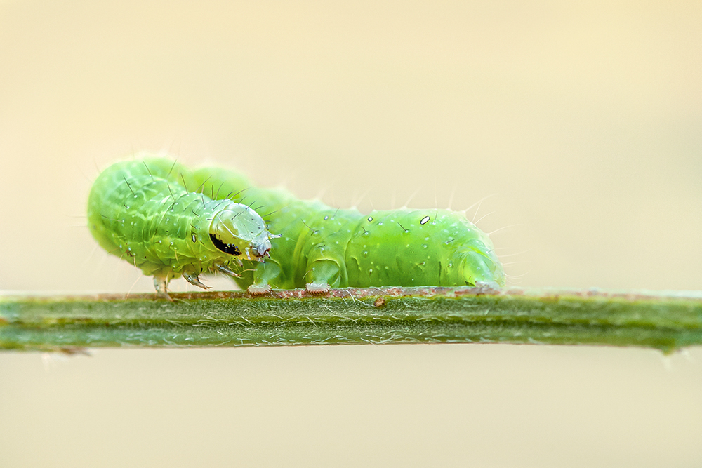 MACRO -82 copie.jpg