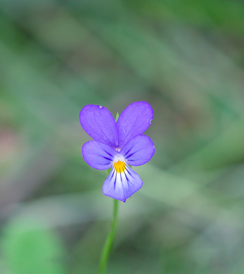 Pensée sauvage_DSC0576-2.jpg