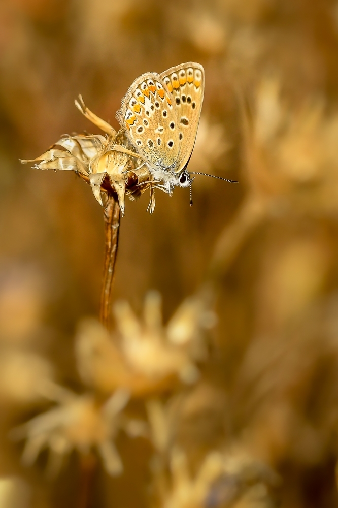 _DSC7092-1.jpg