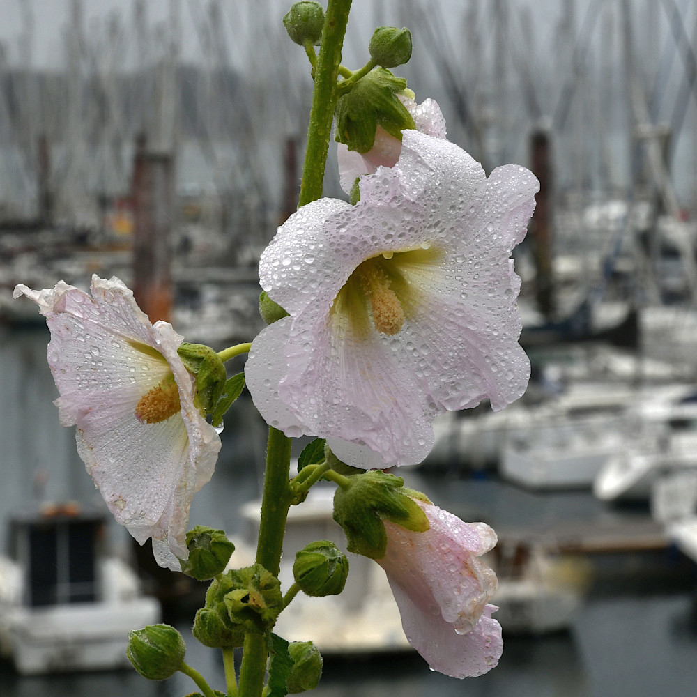 a2026_10_09_brest_port_rose_tremiere_1s1.jpg