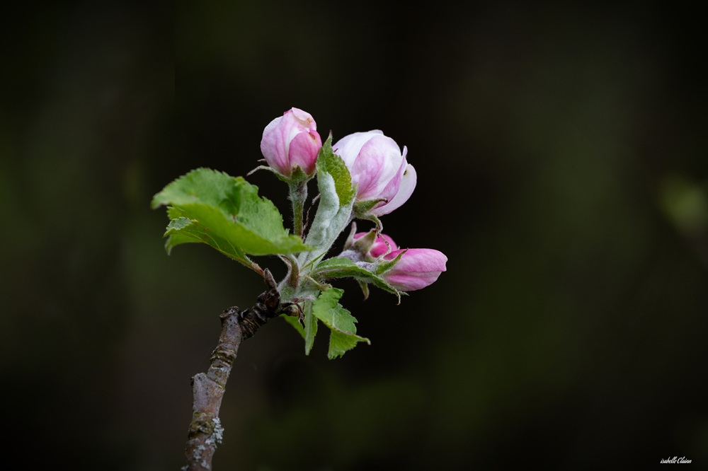 bourgeons-2 fp.jpg