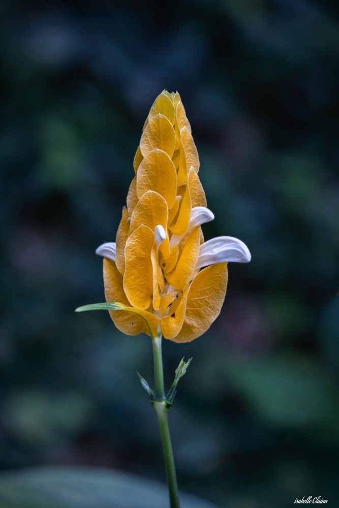 fleur u1-5081 fp.jpg
