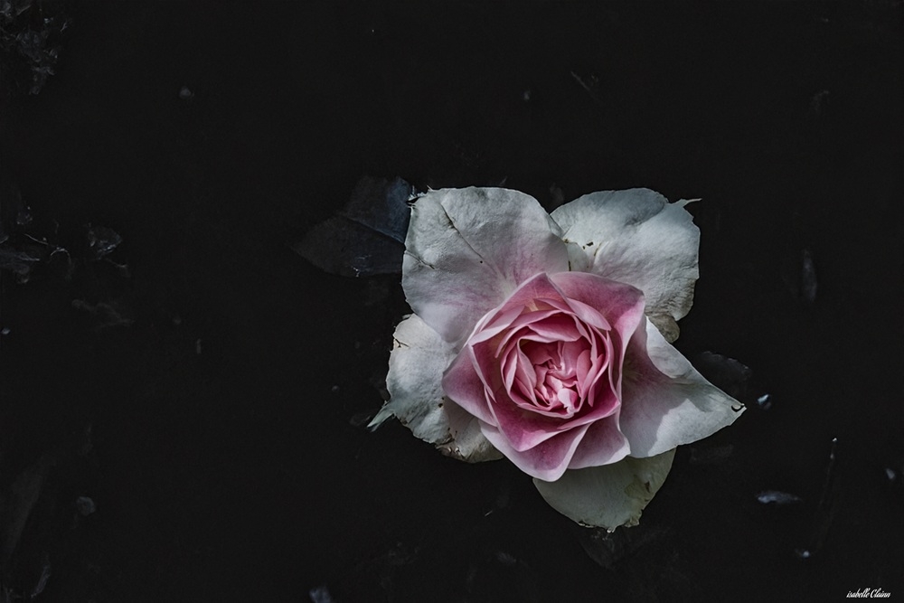 fleur u2-5076 fp.jpg
