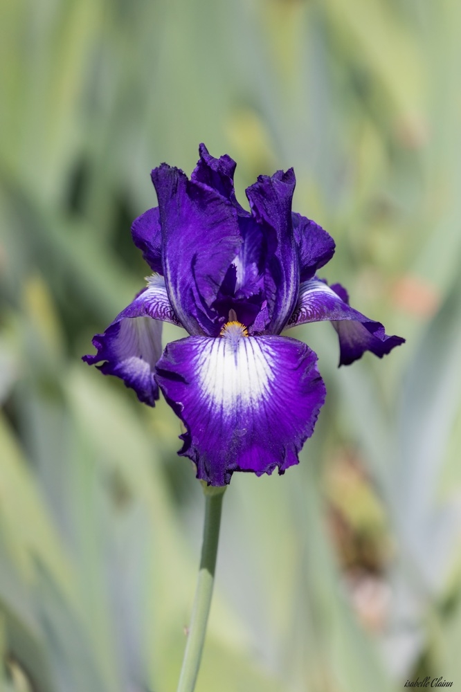 fleur u4-5154 fp.jpg