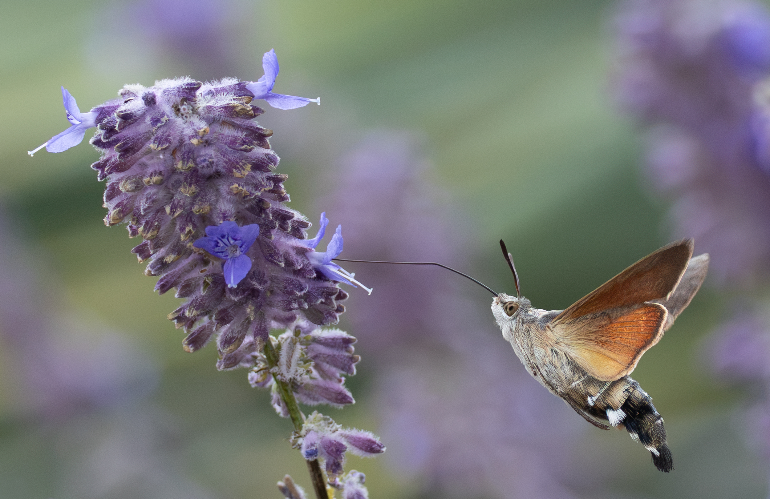 large.Moro-sphinx(Macroglossumstellatarum)_3.jpg