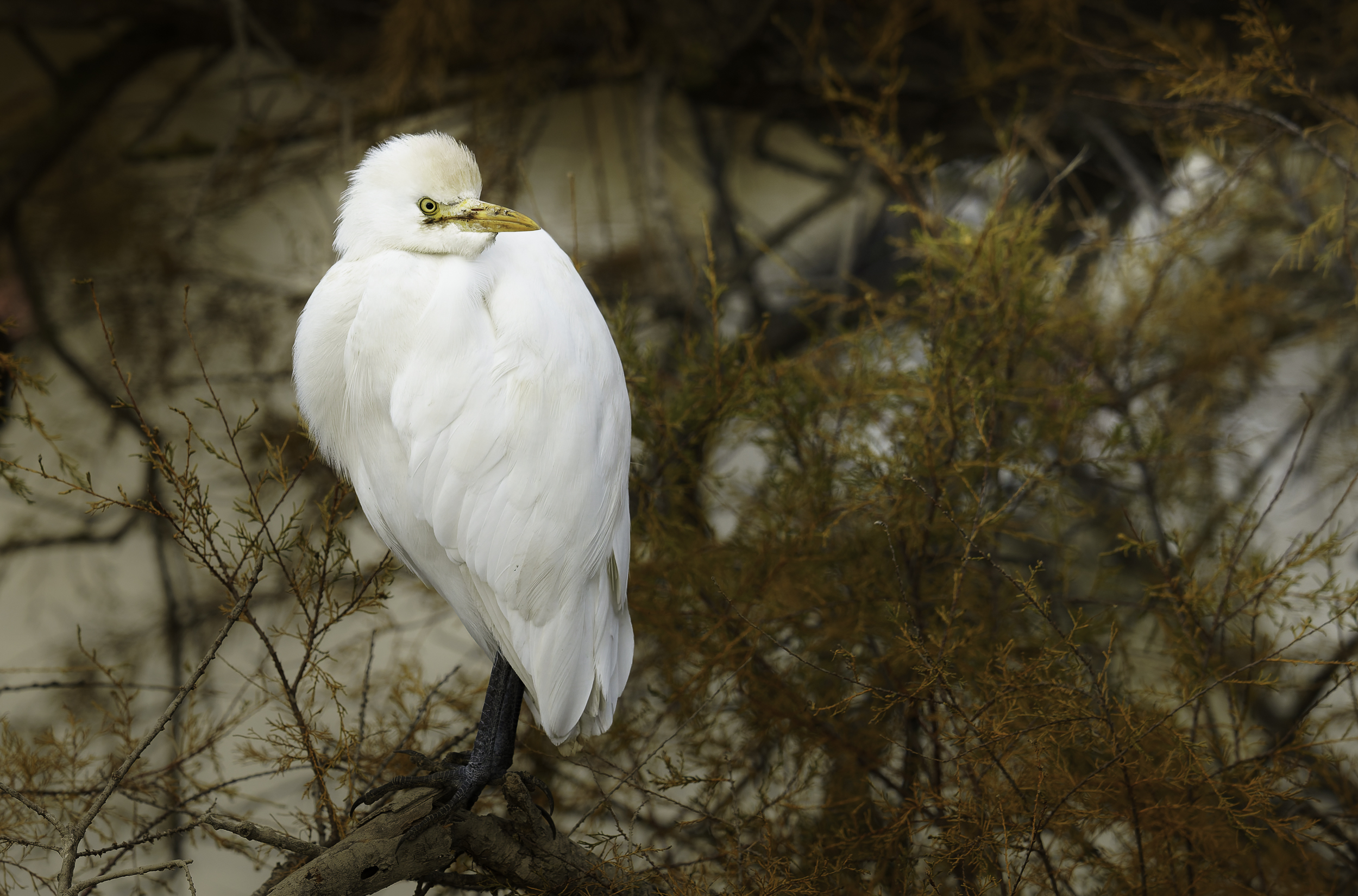 large.Sth-A7RVI-86.jpg