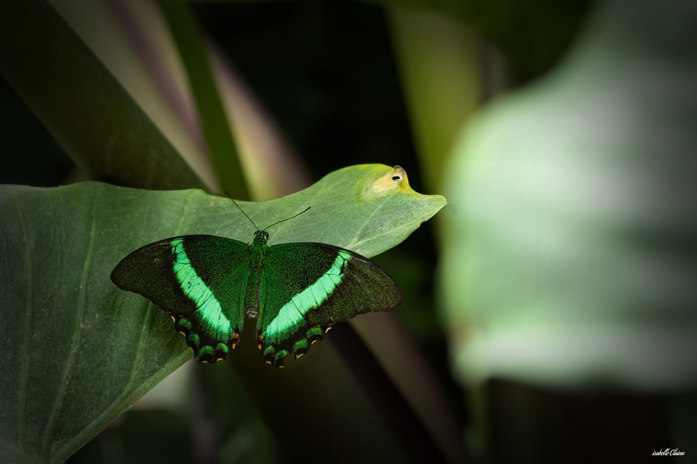 papillon vert-0670 fp.jpg