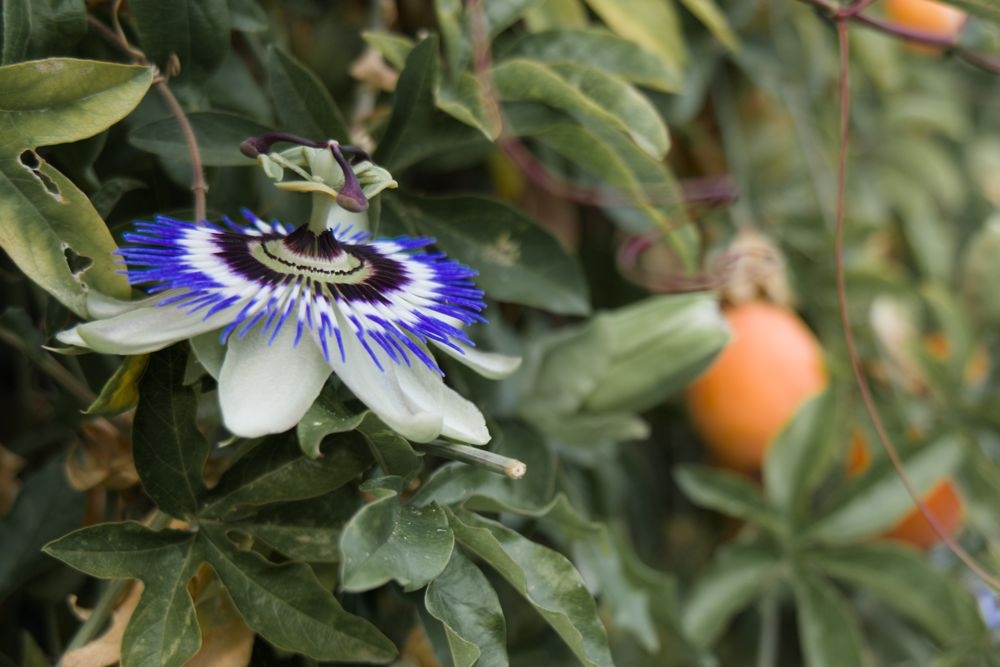 passiflore01_1000.jpg