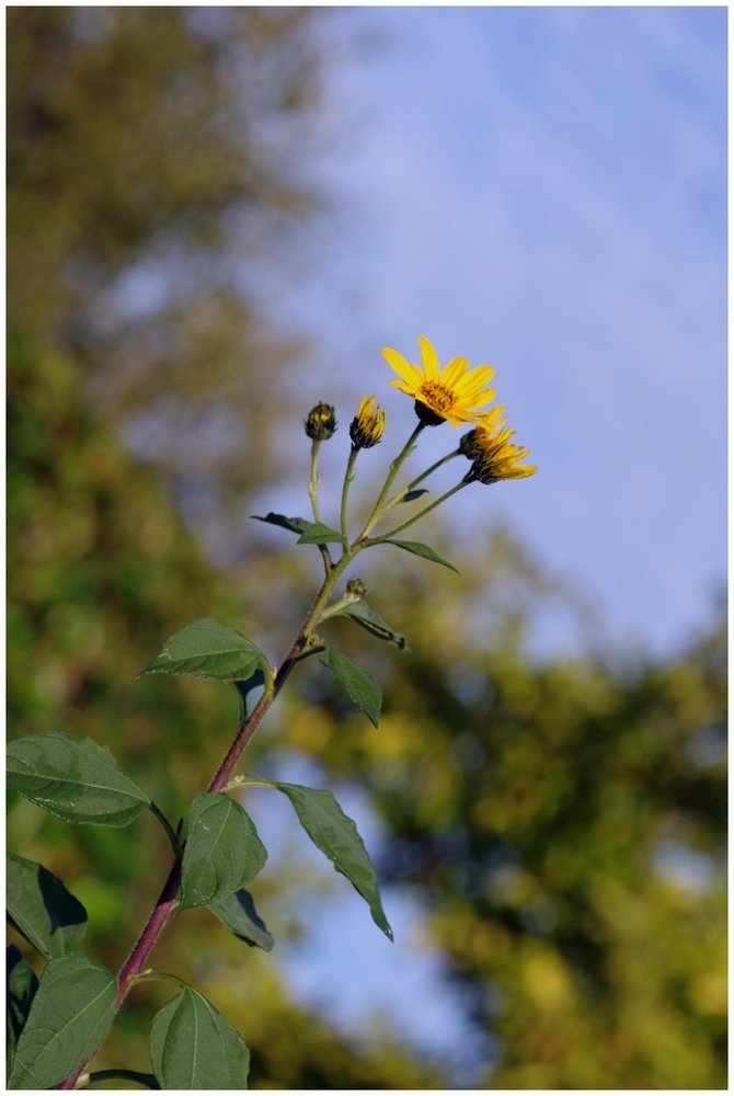 06 10 26 jardin (11).jpg