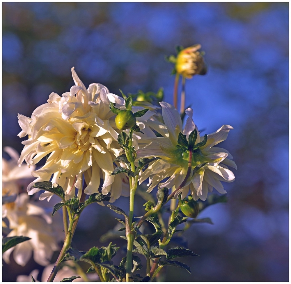 06 10 26 jardin (12).jpg