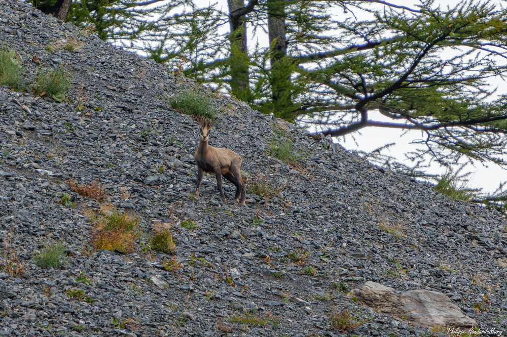 2026_09_10_021_FurfandeChamois.jpg