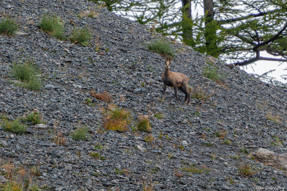 2026_09_10_021_FurfandeChamois.jpg