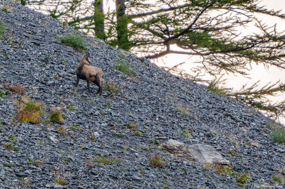2026_09_10_022_FurfandeChamois.jpg