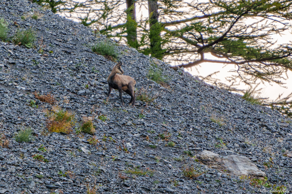 2026_09_10_022_FurfandeChamois.jpg