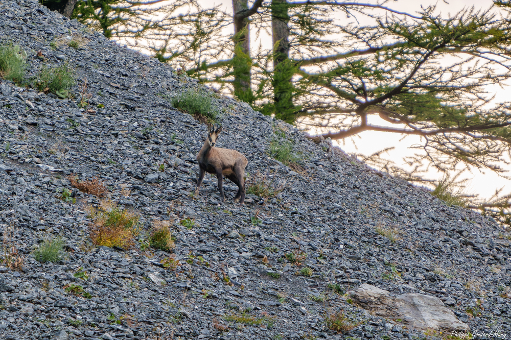 2026_09_10_023_FurfandeChamois.jpg