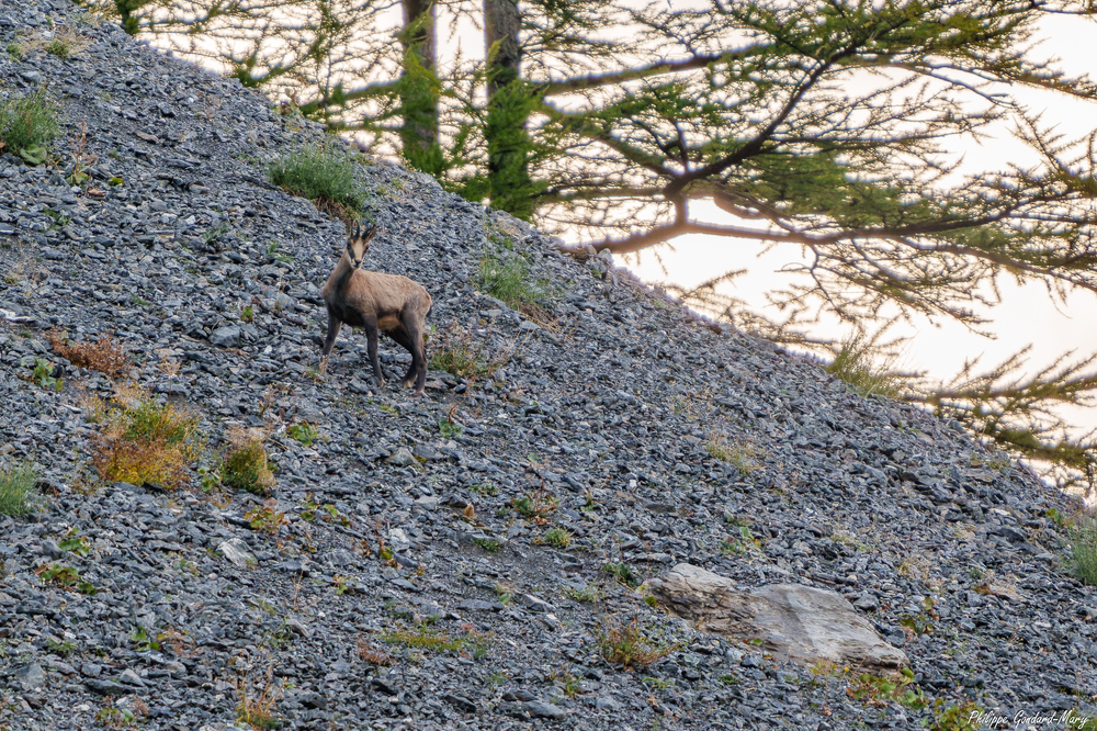 2026_09_10_023_FurfandeChamois.jpg