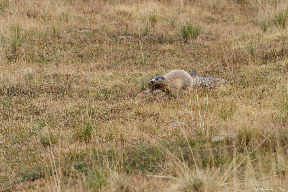 2026_09_11_004_FurfandeMarmotte.jpg