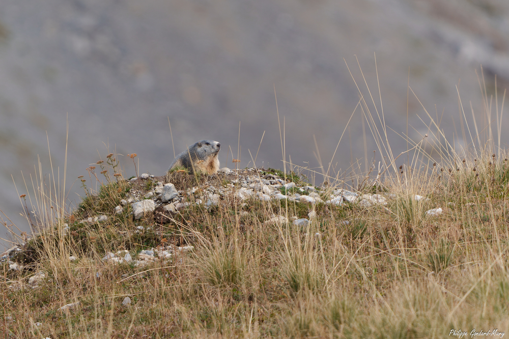2026_09_11_005_FurfandeMarmotte.jpg