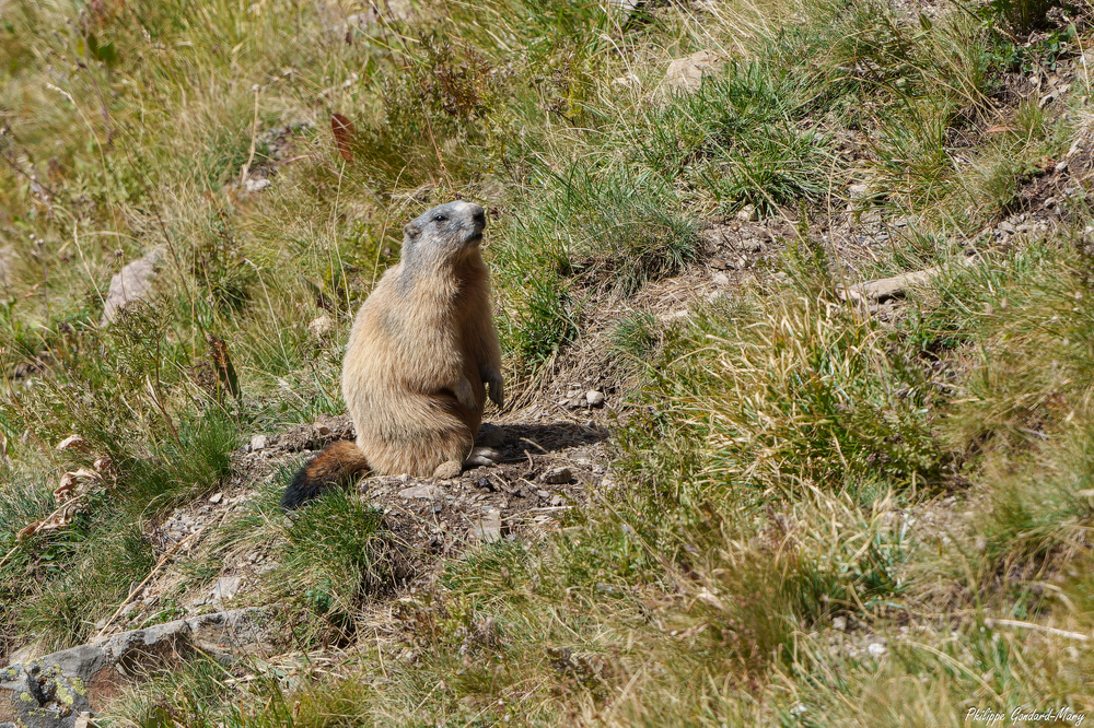 2026_09_11_023_FurfandeMarmotte.jpg