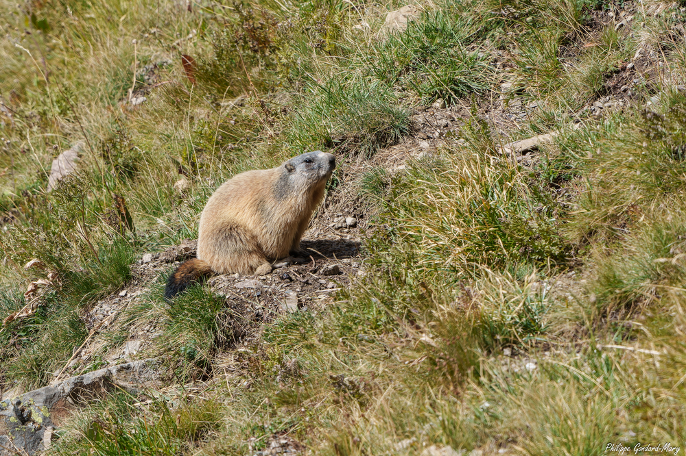 2026_09_11_024_FurfandeMarmotte.jpg