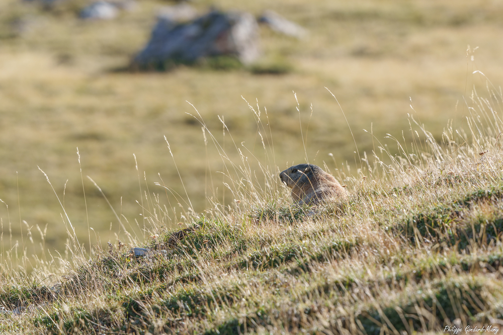 2026_09_11_026_FurfandeMarmotte.jpg
