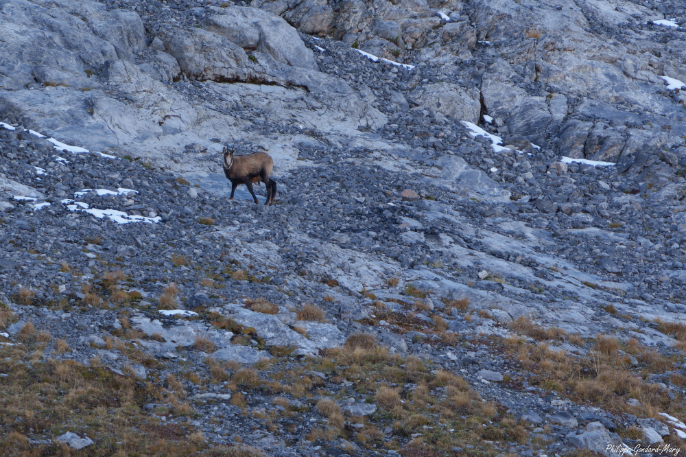 2026_10_12_007_Chamois.jpg