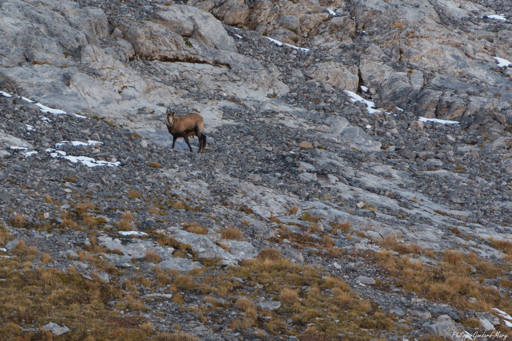 2026_10_12_007_Chamois.jpg