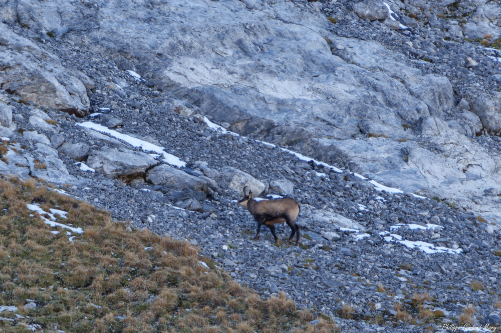 2026_10_12_008_Chamois.jpg