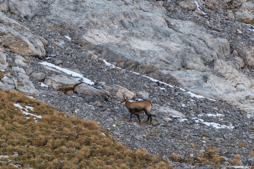 2026_10_12_008_Chamois.jpg