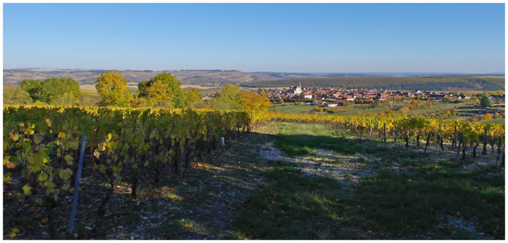 30 10 26 Irancy et Coulange la vineuse (19).jpg