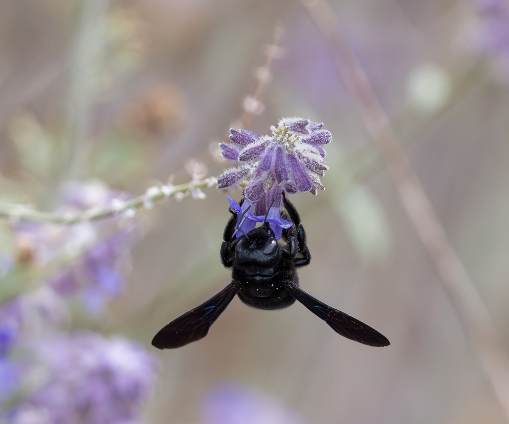Abeille charpentière_1.jpg
