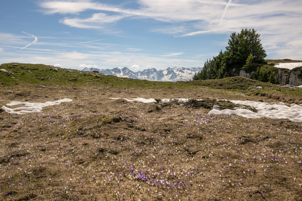 L'Alpe 3.jpg