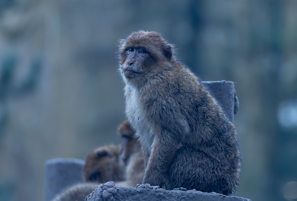Macaque de Barbarie.jpg