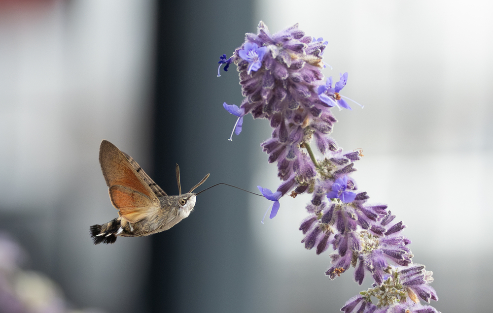 Moro-sphinx (Macroglossum stellatarum)_4.jpg