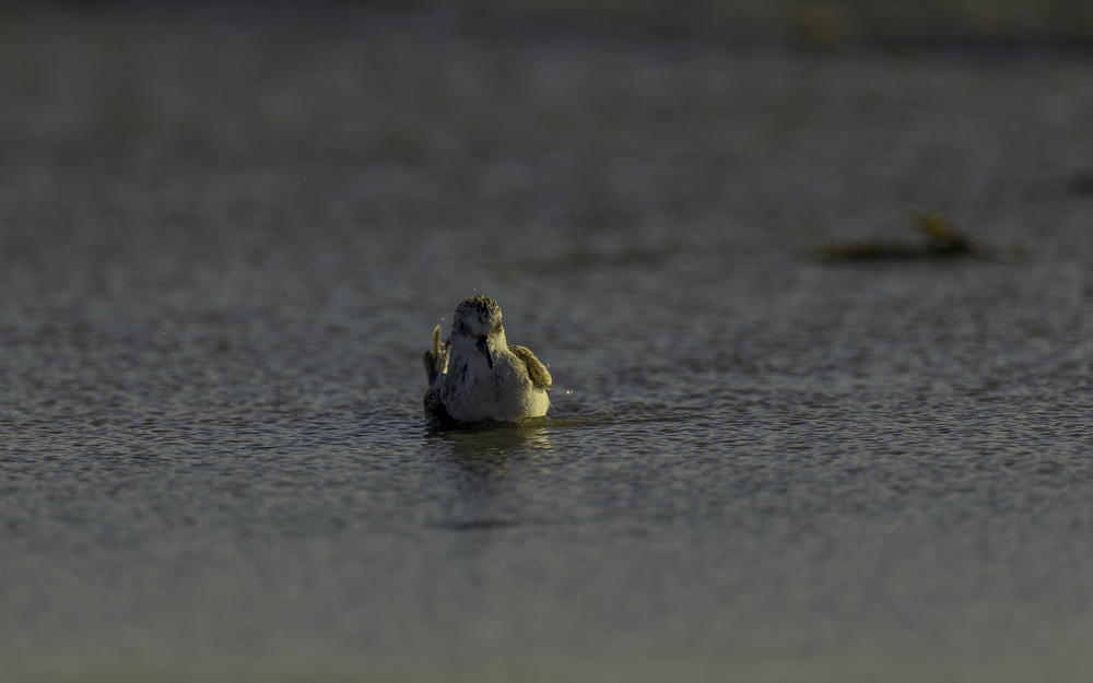 Sth-A7RVI-60.jpg