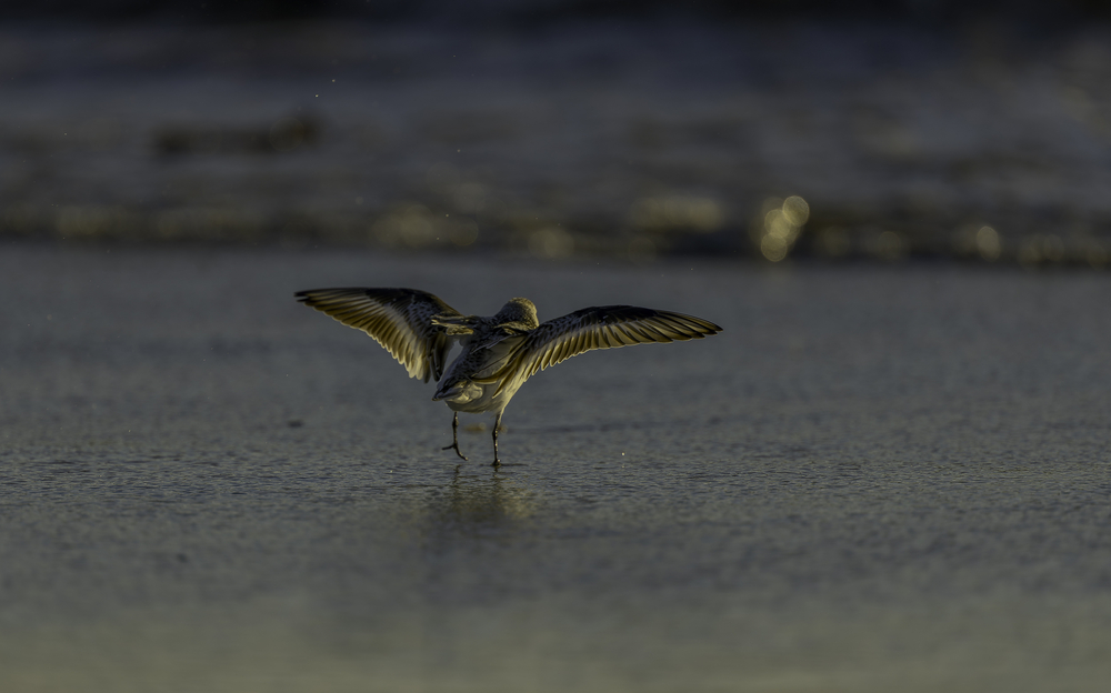 Sth-A7RVI-62.jpg