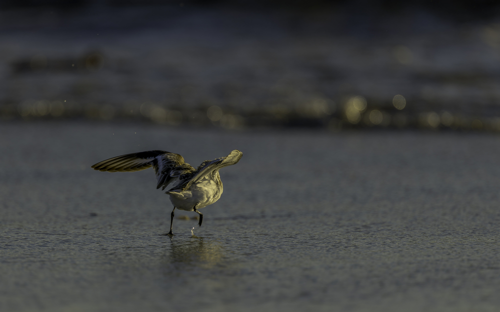 Sth-A7RVI-63.jpg