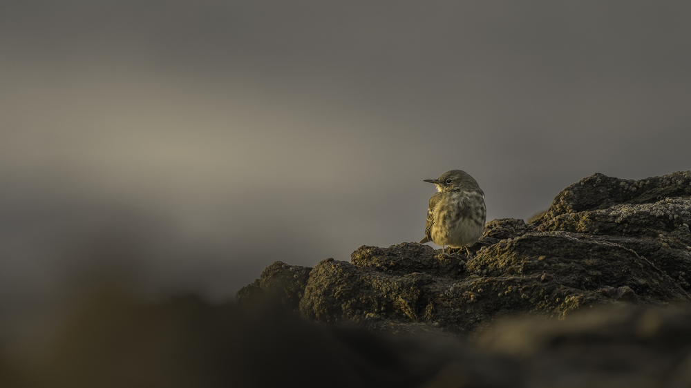 Sth-A7RVI-64.jpg