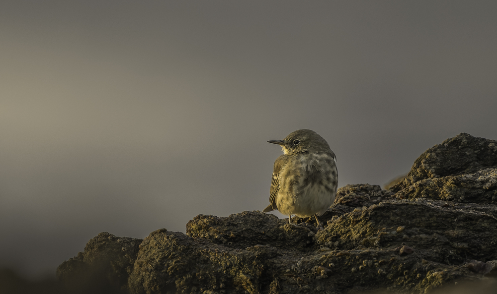 Sth-A7RVI-65.jpg