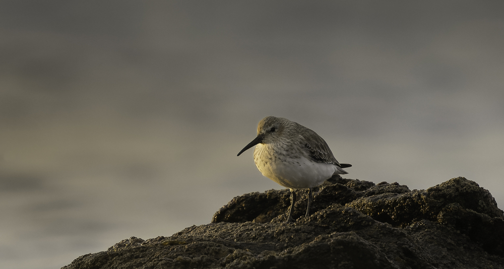 Sth-A7RVI-68.jpg