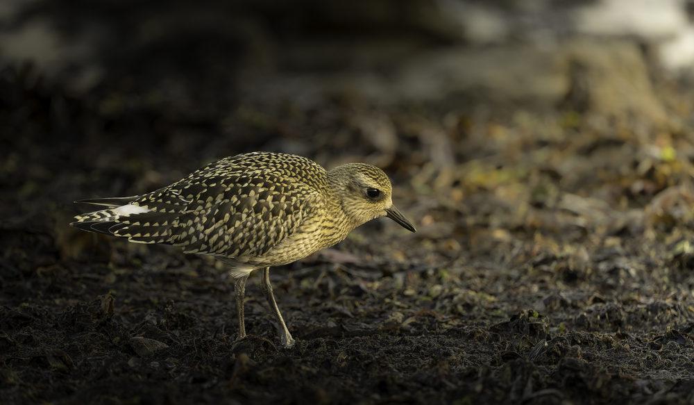 Sth-A7RVI-70.jpg