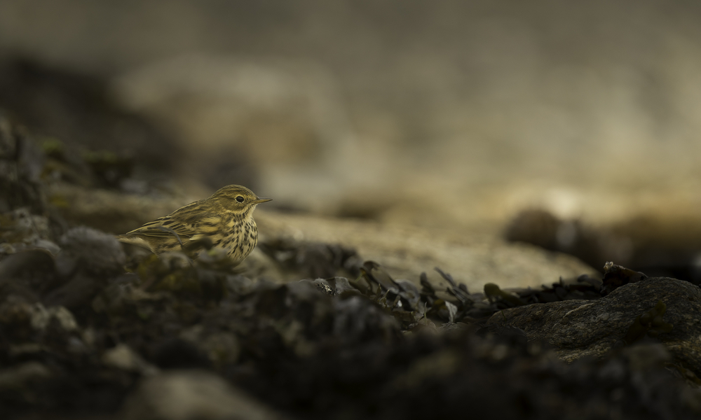Sth-A7RVI-72.jpg